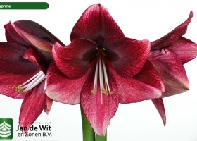 hippeastrum Daphne (2)